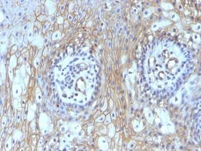Immunohistochemistry-Paraffin: CD59 Antibody (MACIF/629) - Azide and BSA Free [NBP2-47820]