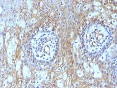Immunohistochemistry-Paraffin: CD59 Antibody (MACIF/629) [NBP2-44700]
