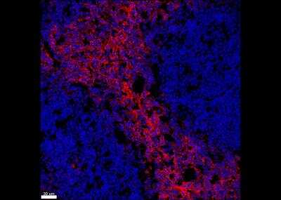 Immunohistochemistry-Frozen: CD59 Antibody (MEM-43) - BSA Free [NB500-330]