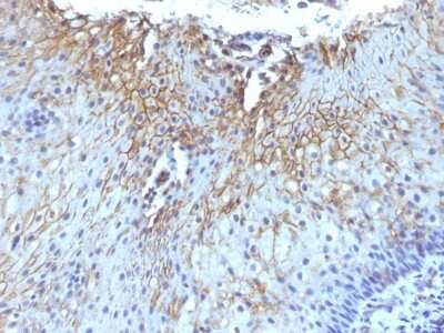 Immunohistochemistry-Paraffin: CD59 Antibody (SPM616) [NBP2-44701]