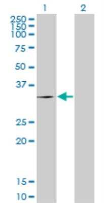 Western Blot: CD5L Antibody (1C8) [H00000922-M01]