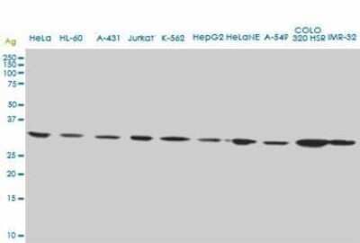 Western Blot: CD5L Antibody (1C8) [H00000922-M01]