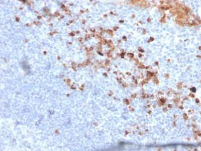 Immunohistochemistry-Paraffin: CD5L Antibody (CD5L/2991) - Azide and BSA Free [NBP2-79841]