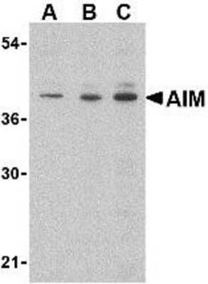 Western Blot: CD5L AntibodyBSA Free [NBP1-76699]