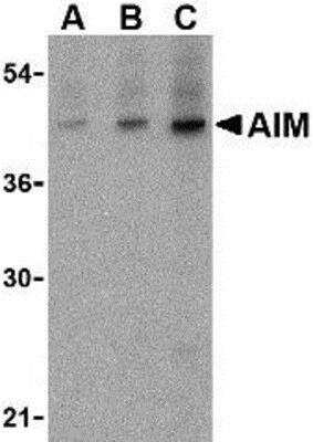 Western Blot: CD5L AntibodyBSA Free [NBP1-76700]