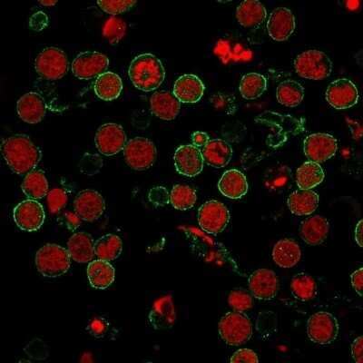 Immunocytochemistry/ Immunofluorescence: CD6 Antibody (3F7B5) - Azide and BSA Free [NBP2-34537]