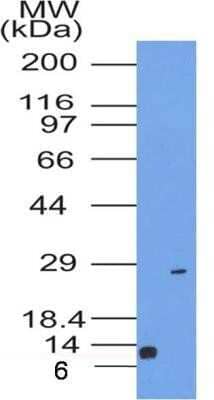 Western Blot: CD63 Antibody (7G4.2E8)Azide and BSA Free [NBP2-80653]