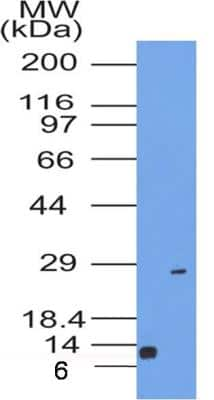 Western Blot: CD63 Antibody (7G4.2E8)BSA Free [NBP2-36567]