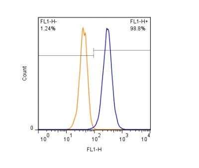 Flow Cytometry: CD63 Antibody (H5C6) - Azide and BSA Free [NBP2-80654]