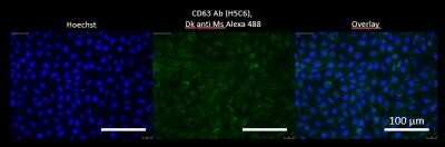 Immunocytochemistry/ Immunofluorescence: CD63 Antibody (H5C6) - Azide and BSA Free [NBP2-80654]
