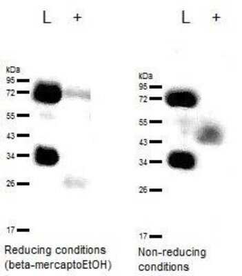 Western Blot: CD63 Antibody (H5C6)Azide and BSA Free [NBP2-80654]