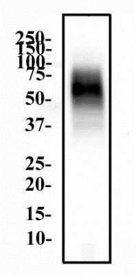 Western Blot: CD63 Antibody (H5C6)Azide and BSA Free [NBP2-80654]