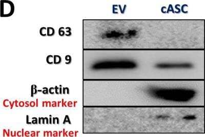 Western Blot: CD63 Antibody (H5C6)BSA Free [NBP2-42225]