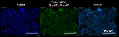 Immunocytochemistry/ Immunofluorescence: CD63 Antibody (H5C6) - BSA Free [NBP2-42225]