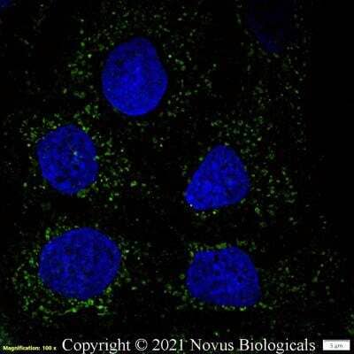 Immunocytochemistry/ Immunofluorescence: CD63 Antibody (H5C6) - BSA Free [NBP2-42225]