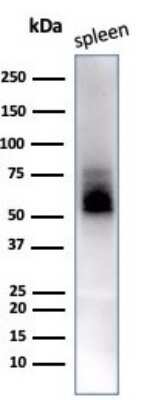 Western Blot: CD63 Antibody (LAMP3/2788)Azide and BSA Free [NBP2-78813]