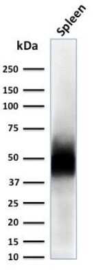 Western Blot: CD63 Antibody (LAMP3/2788) [NBP2-78812]