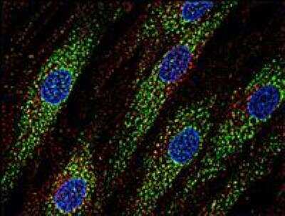 CD63 Antibody (MEM-259) - BSA Free (NB100-77913) by Novus