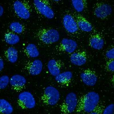 Immunocytochemistry/ Immunofluorescence: CD63 Antibody (MEM-259) - BSA Free [NB100-77913]