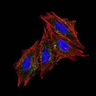 Immunocytochemistry/ Immunofluorescence: CD63 Antibody (MX-49.129.5) - Azide and BSA Free [NBP2-34689]