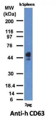 Western Blot: CD63 Antibody (MX-49.129.5)Azide and BSA Free [NBP2-34689]