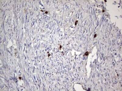 Immunohistochemistry: CD63 Antibody (OTI5E5) - Azide and BSA Free [NBP2-70380]