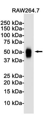 Western Blot: CD63 Antibody (S06-4G3) [NBP3-20026]