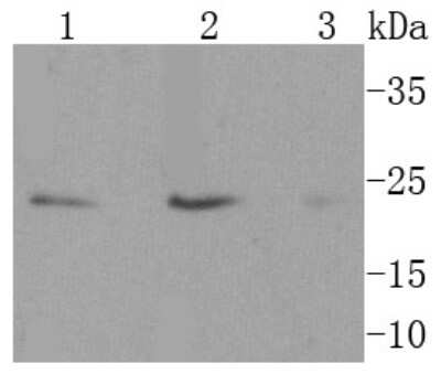 Western Blot: CD63 Antibody (SY21-02) [NBP2-67425]