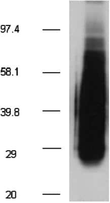 Western Blot: CD63 Antibody (TS63)Azide and BSA Free [NBP3-14609]