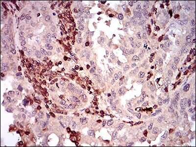 Immunohistochemistry-Paraffin: CD68/SR-D1 Antibody (3F7D3) - BSA Free [NBP2-37265]