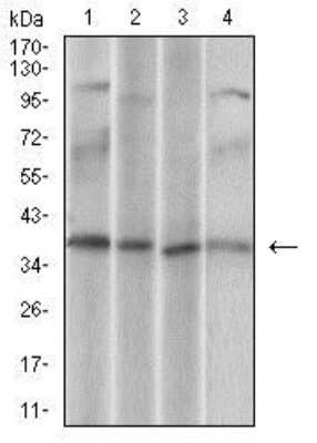 Western Blot: CD68/SR-D1 Antibody (3F7D3)BSA Free [NBP2-37265]
