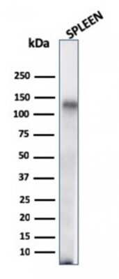 Western Blot: CD68/SR-D1 Antibody (C68/684)Azide and BSA Free [NBP2-34587]