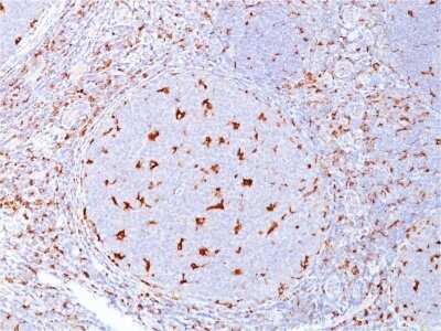 Immunohistochemistry-Paraffin: CD68/SR-D1 Antibody (C68/684) - IHC-Prediluted [NBP2-44541]