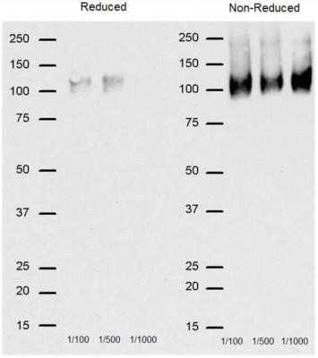 Western Blot: CD68/SR-D1 Antibody (FA-11)Azide and BSA Free [NBP2-80656]