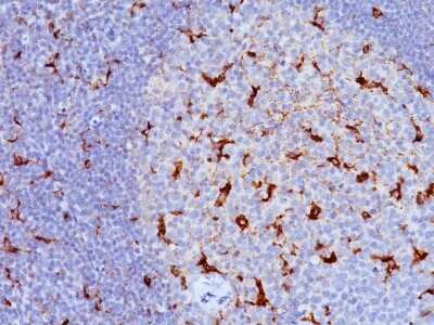 Immunohistochemistry-Paraffin: CD68/SR-D1 Antibody (KP1 + C68/684) - IHC-Prediluted [NBP2-44542]
