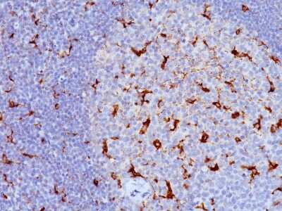 Immunohistochemistry-Paraffin: CD68/SR-D1 Antibody (KP1 + C68/684) [NBP2-34329]