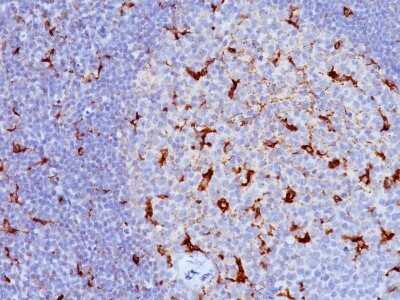 Immunohistochemistry-Paraffin: CD68/SR-D1 Antibody (LAMP4/824) - Azide and BSA Free [NBP2-47902]