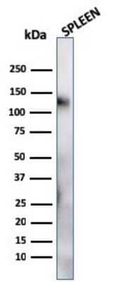 Western Blot: CD68/SR-D1 Antibody (LAMP4/824)Azide and BSA Free [NBP2-47902]