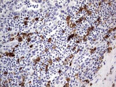 Immunohistochemistry: CD68/SR-D1 Antibody (OTI1E6) - Azide and BSA Free [NBP2-70381]