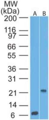 Western Blot: CD69 Antibody (15B5G2)BSA Free [NBP2-25236]