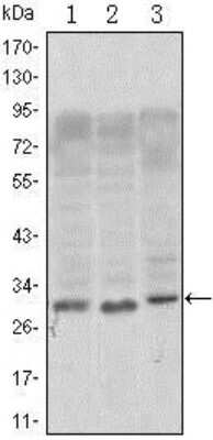 Western Blot: CD69 Antibody (8B6)BSA Free [NBP1-51607]