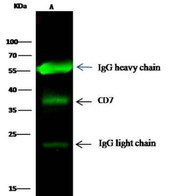Immunoprecipitation: CD7 Antibody (307) [NBP2-89749]