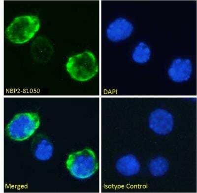 Immunocytochemistry/ Immunofluorescence: CD7 Antibody (3A1E) - Chimeric - Azide and BSA Free [NBP2-81050]
