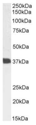 Western Blot: CD7 Antibody (3A1E)ChimericAzide and BSA Free [NBP2-81050]