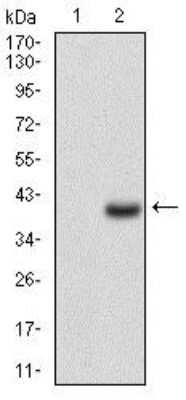 Western Blot: CD7 Antibody (4D4F8)BSA Free [NBP2-37367]