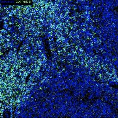 Imaging Mass Cytometry: CD7 Antibody (5B10E3) - BSA Free [NBP2-37368]