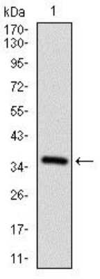 Western Blot: CD7 Antibody (5B10E3)BSA Free [NBP2-37368]
