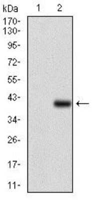 Western Blot: CD7 Antibody (5B10E3)BSA Free [NBP2-37368]