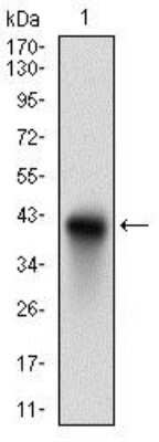 Western Blot: CD74 Antibody (2D1B3)BSA Free [NBP2-37341]
