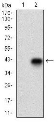 Western Blot: CD74 Antibody (2D1B3)BSA Free [NBP2-37341]